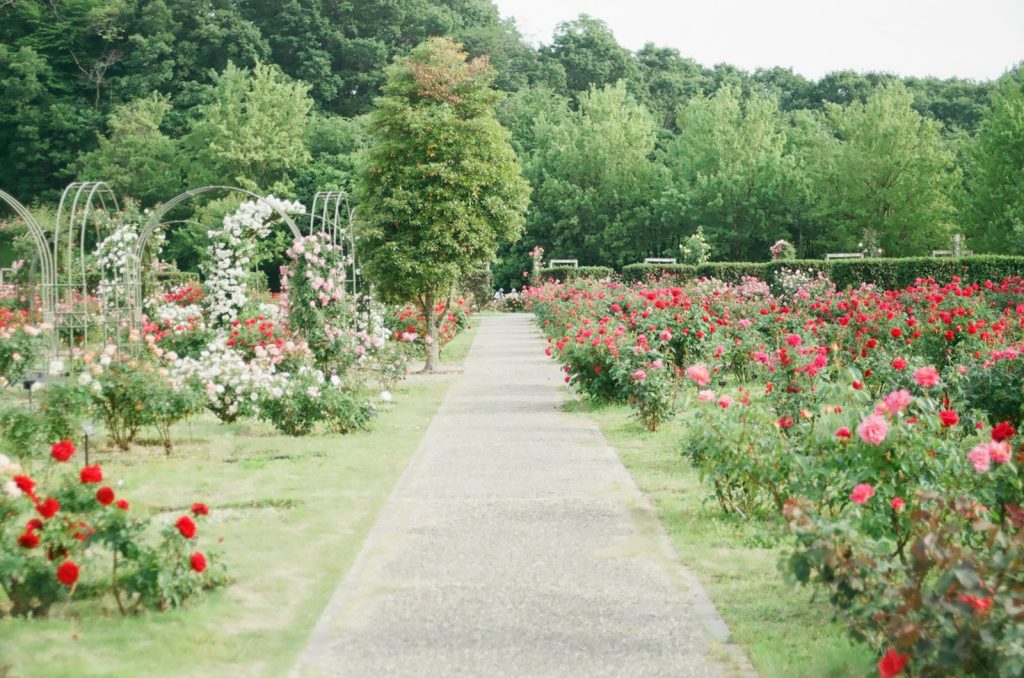 Favoriser la biodiversité au jardin avec la tonte raisonnée