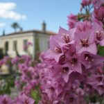 Bougainvilliers bouture : guide pas à pas pour réussir facilement
