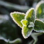 Comment choisir une voile de protection contre le gel pour ses plantes