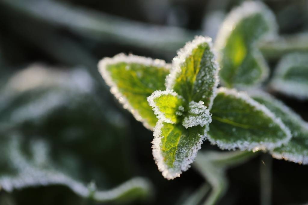 Comment choisir une voile de protection contre le gel pour ses plantes